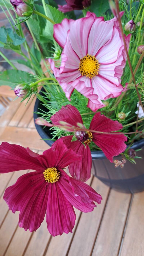 Cosmea 'Velouette'
