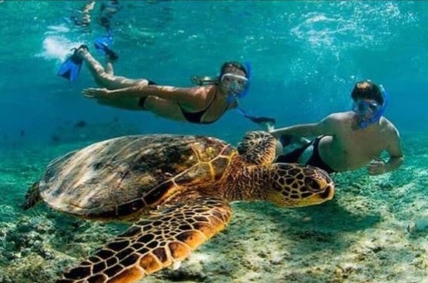AKUMAL SNORKEL CON TORTUGAS