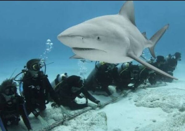 BUCEO CON TIBURON TORO