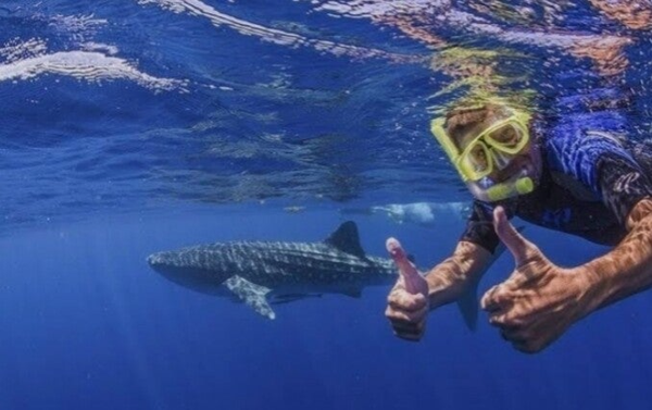 NADO CON TIBURON BALLENA