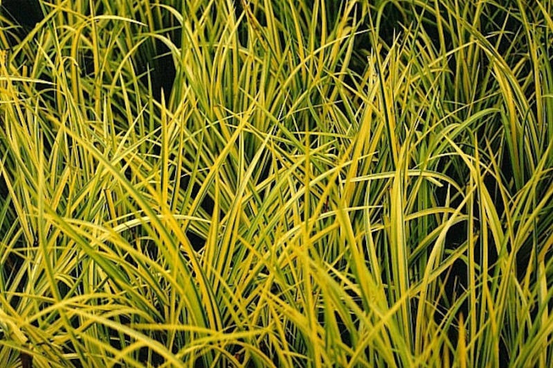 Acorus gramineus var. Ogon