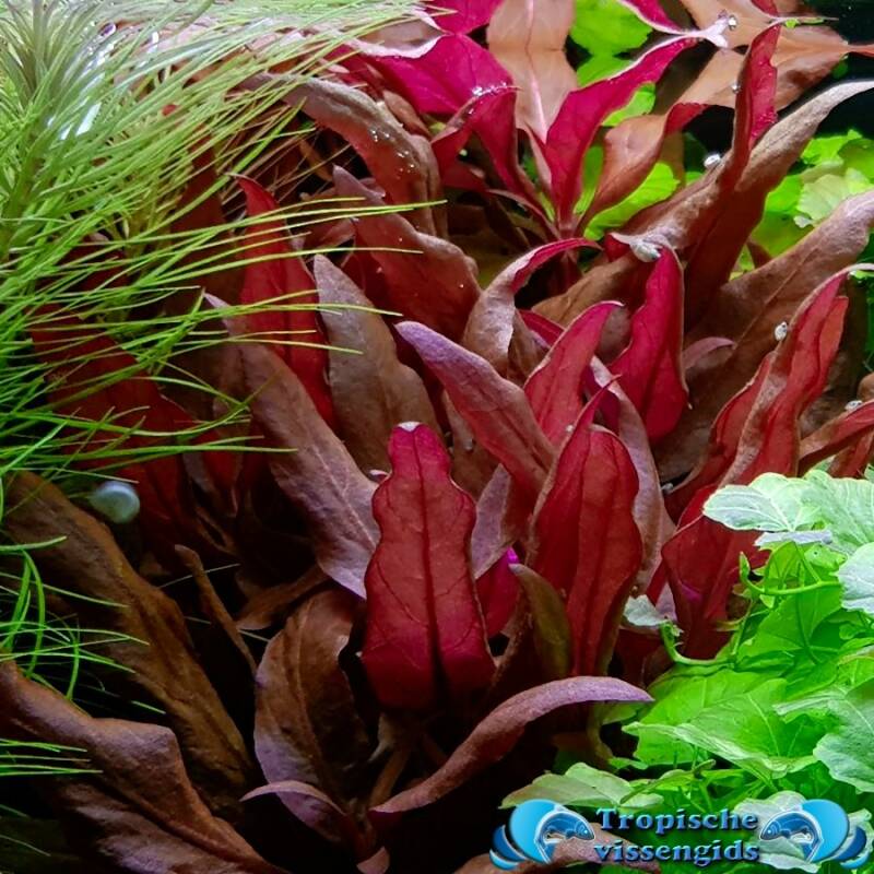 Alternanthera cardinalis