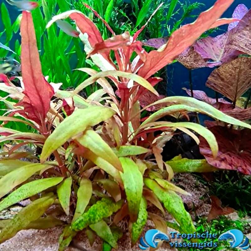 Alternanthera reineckii