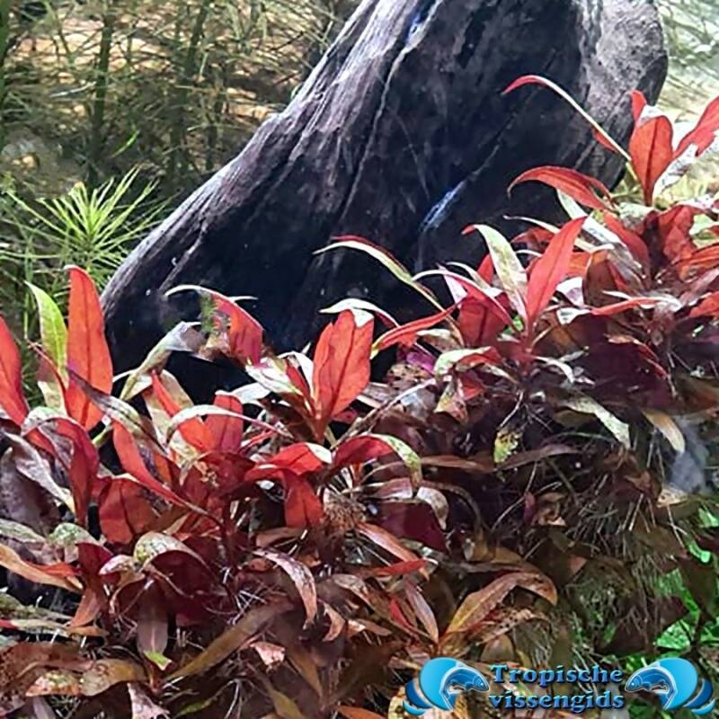 Alternanthera reineckii 'Mini'