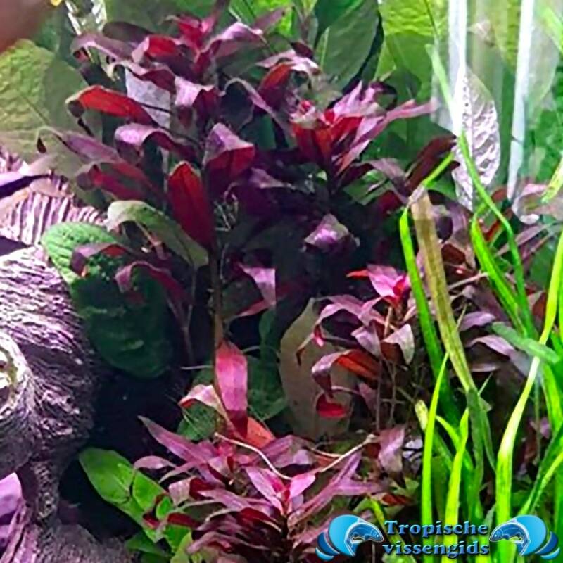 Alternanthera rosanervig