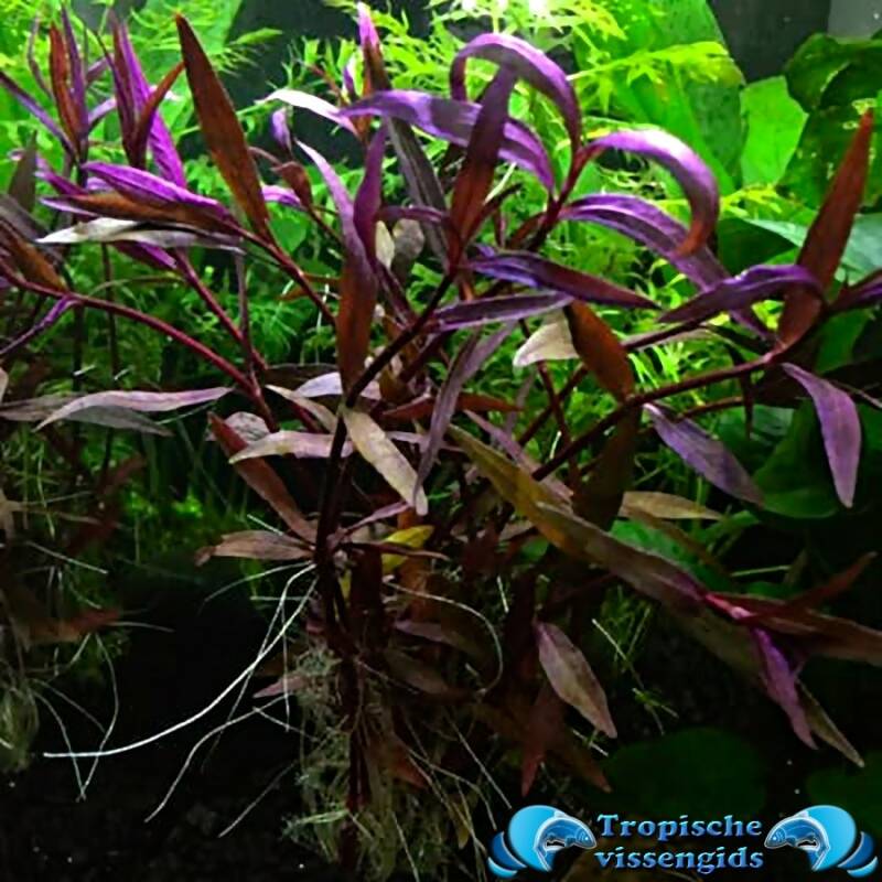 Alternanthera sessilis