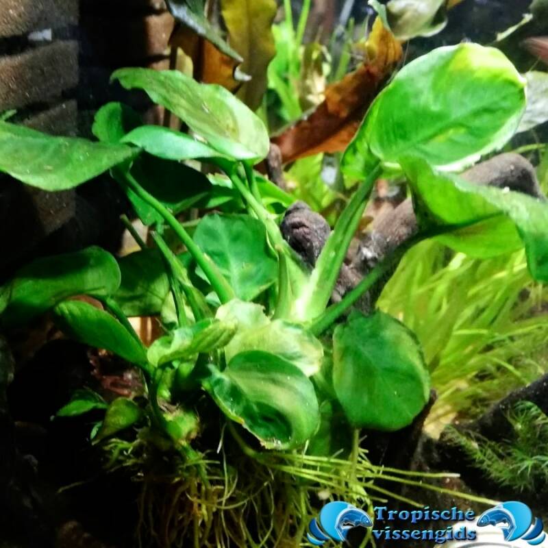 Anubias barteri var. 'Round Leaf' of Anubias Gold Coin.