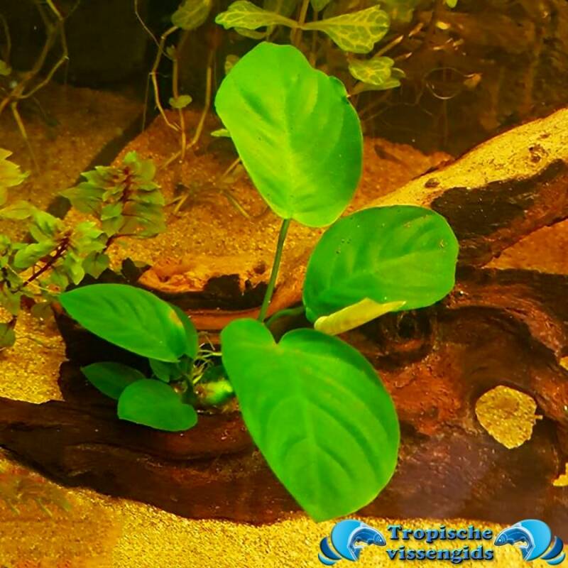 Anubias barteri var. nana