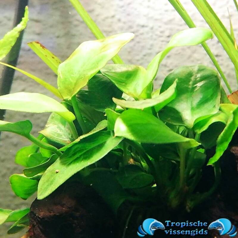 Anubias nana 'Bonsai'