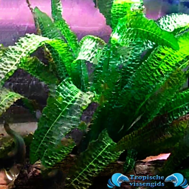 Aponogeton boivinianus