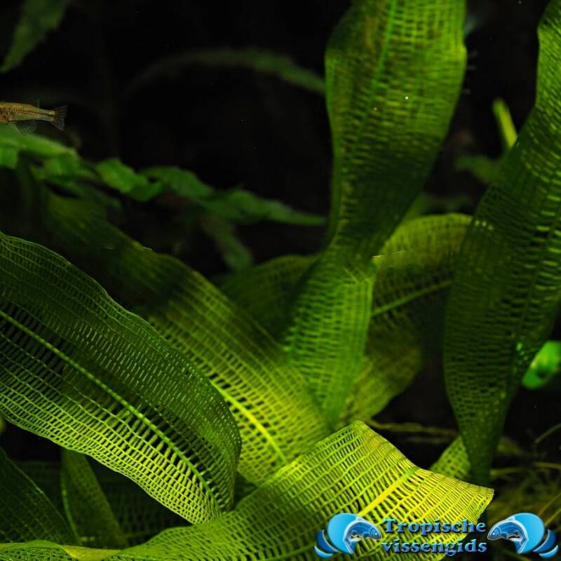 Aponogeton madagascariensis