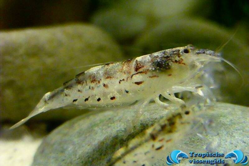 Filippijnse waaierhandgarnaal