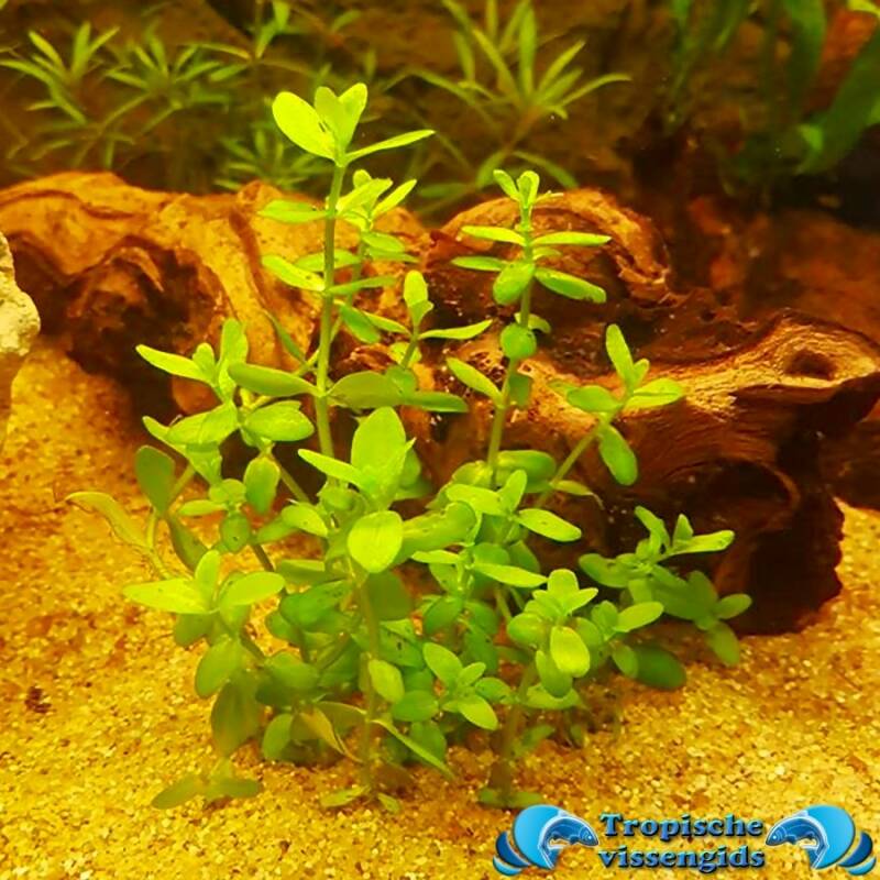 Bacopa amplexicaulis (caroliniana)