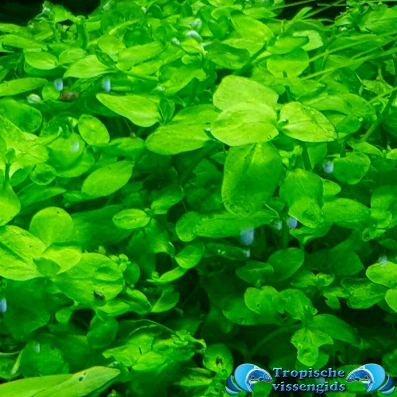 Bacopa australis