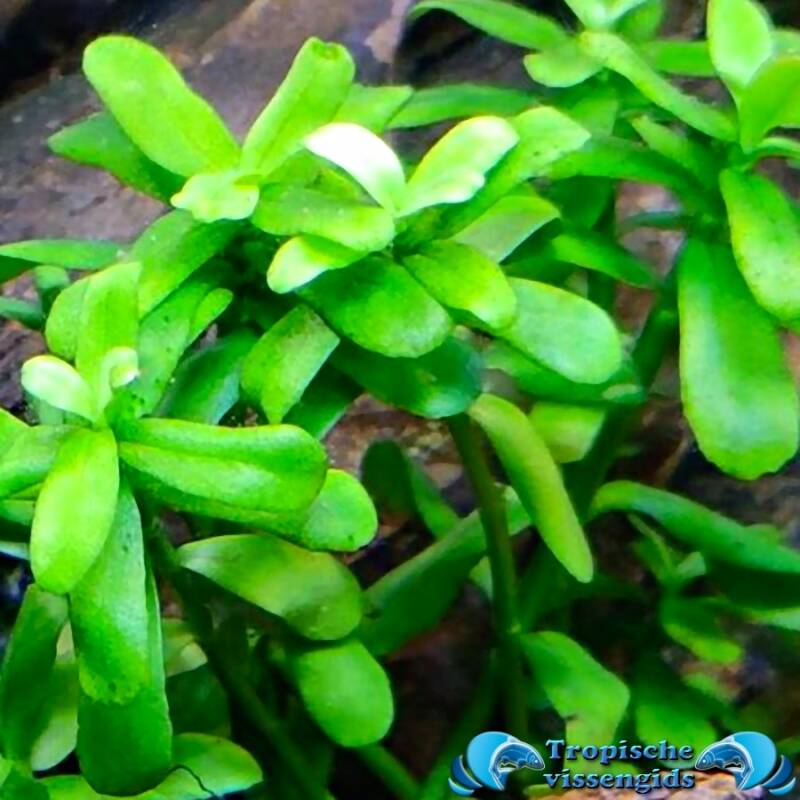 Bacopa monnieri