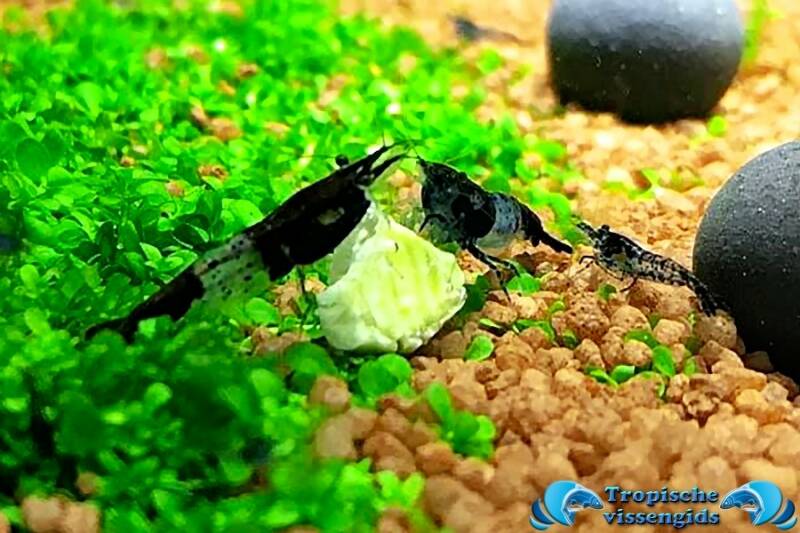 Black Carbon Rili garnaal