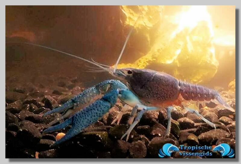 Procambarus alleni "Blue"