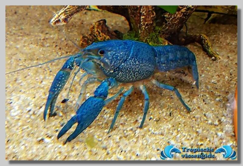 Procambarus alleni "Blue"