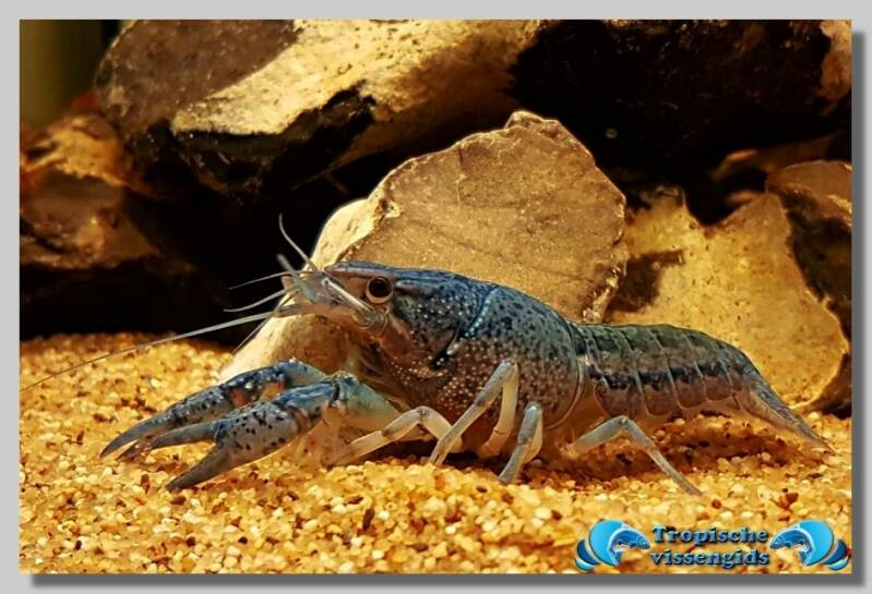 Procambarus alleni "Blue"
