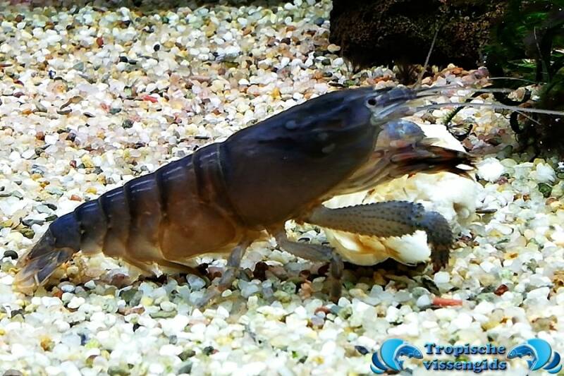 Blauwe waaierhandgarnaal