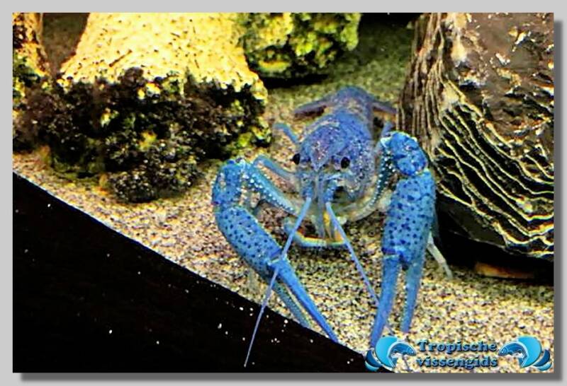 Procambarus alleni "Blue"