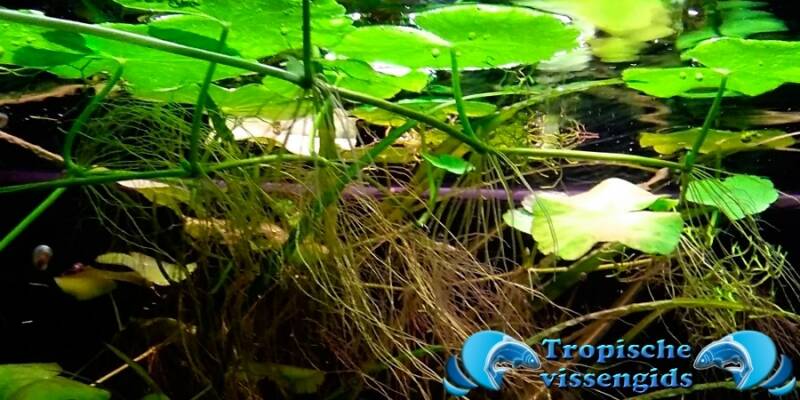 Hydrocotyle leucocephala