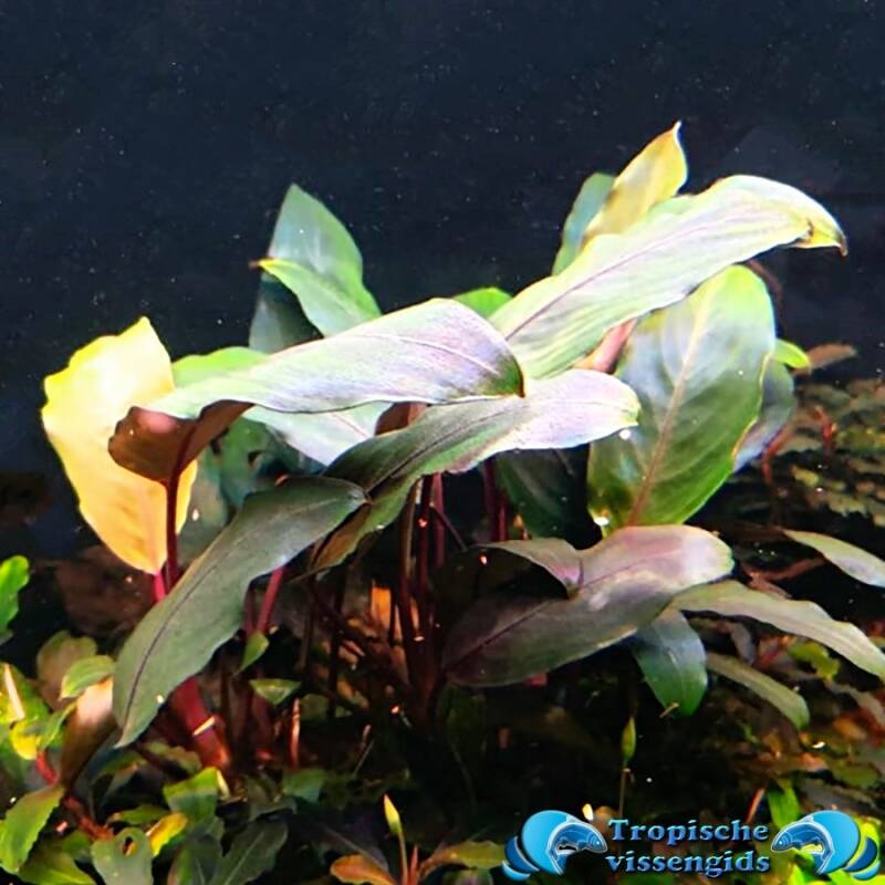 Bucephalandra sp. sedong