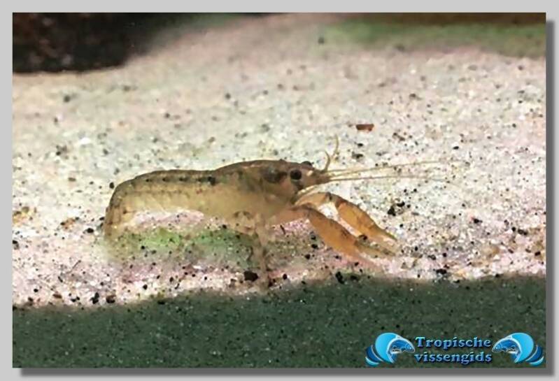 Cambarellus diminutus