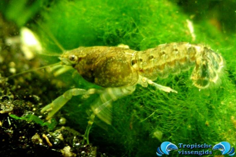 Texaanse dwergkreeft