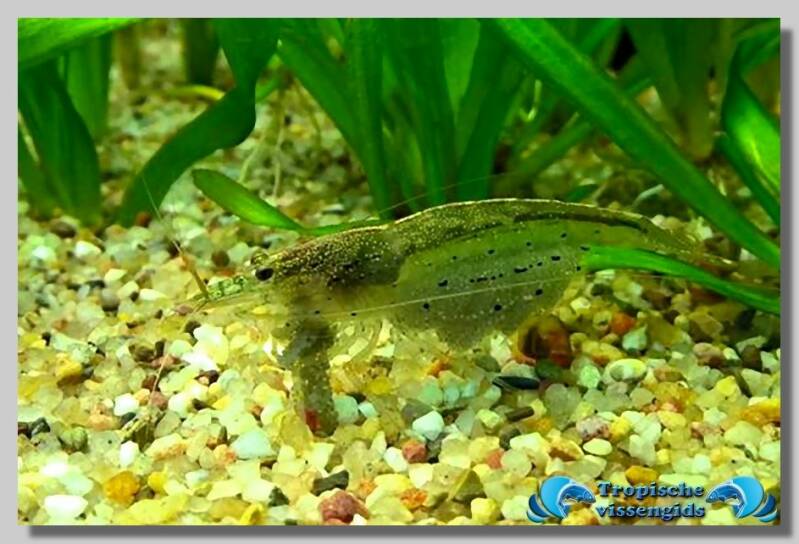 Caridina multidentata