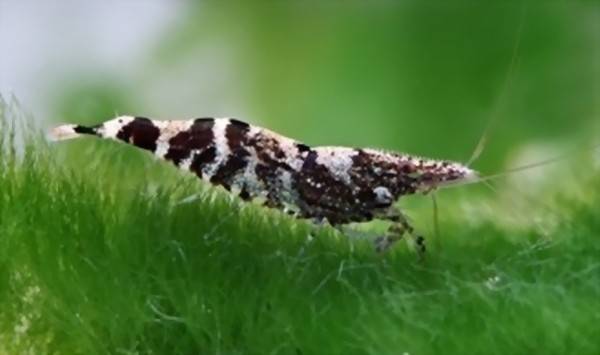 Caridina serratirostris