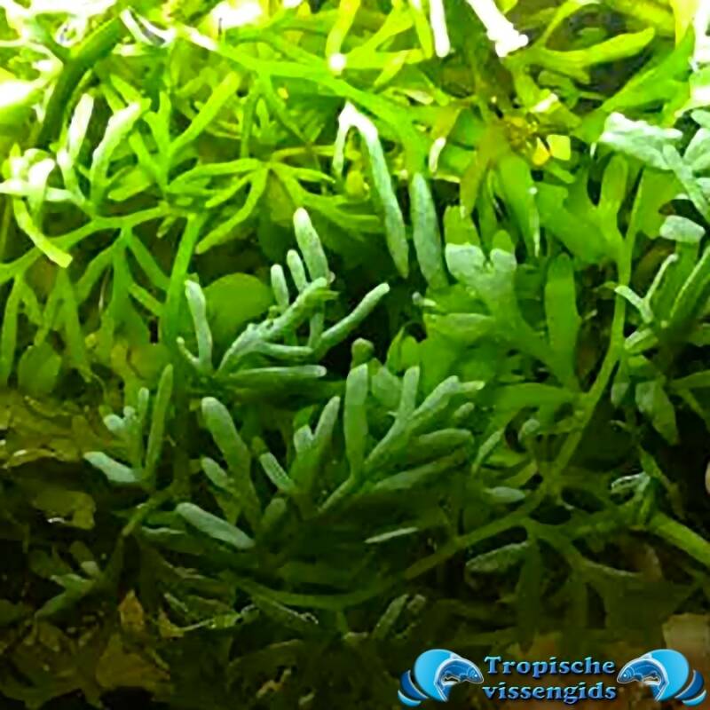 Ceratopteris cornuta