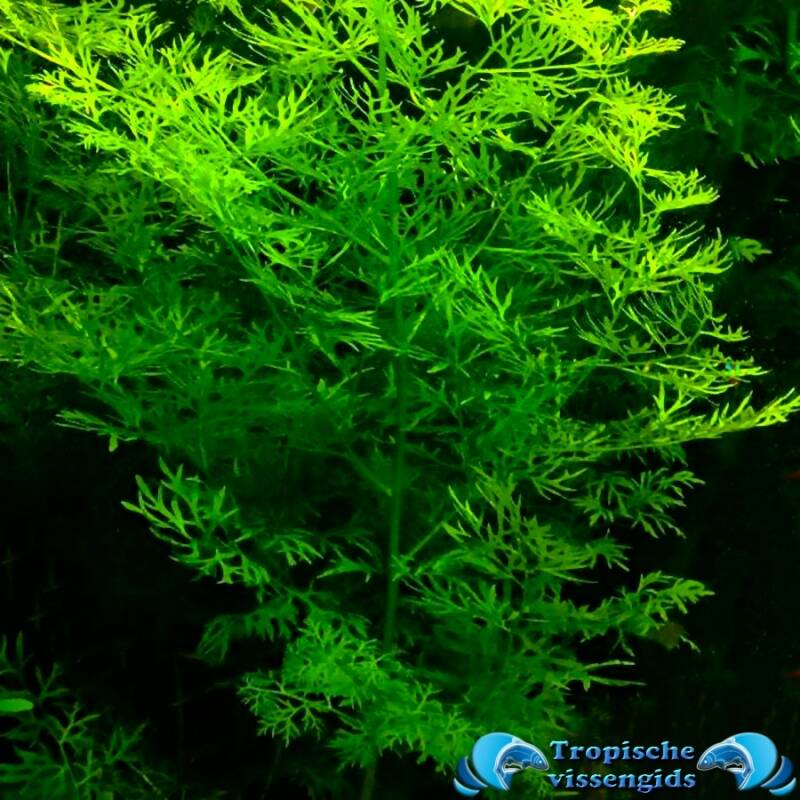 Ceratopteris siliquosa