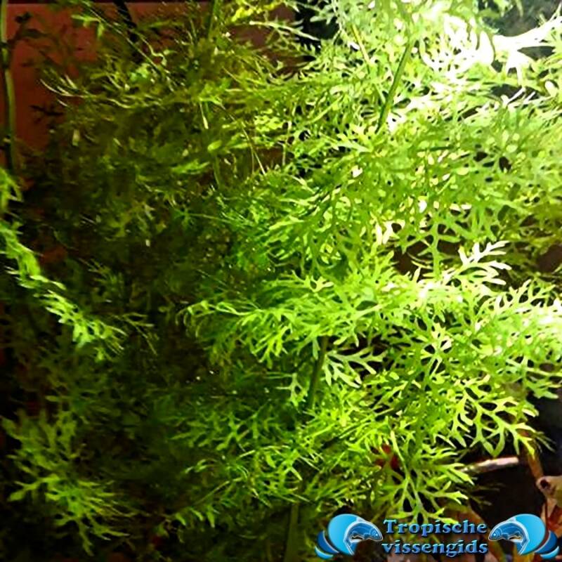 Ceratopteris thalictroides