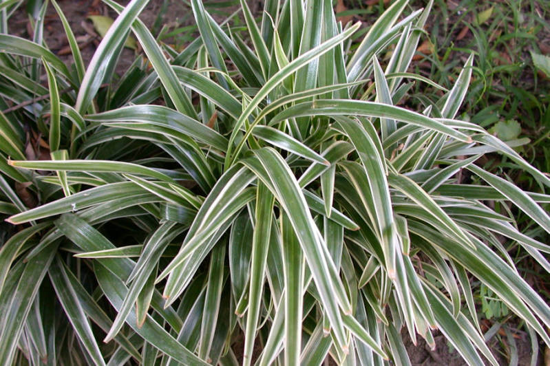 Chlorophytum bichetii
