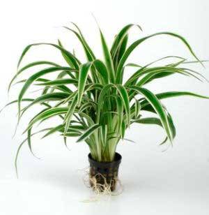 Chlorophytum bichetii