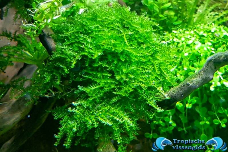 Vesicularia montagnei