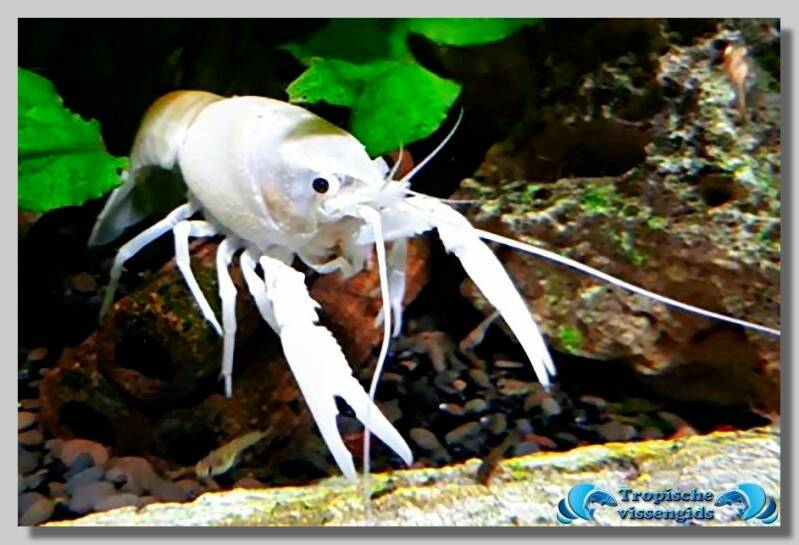 Procambarus clarkii "White"
