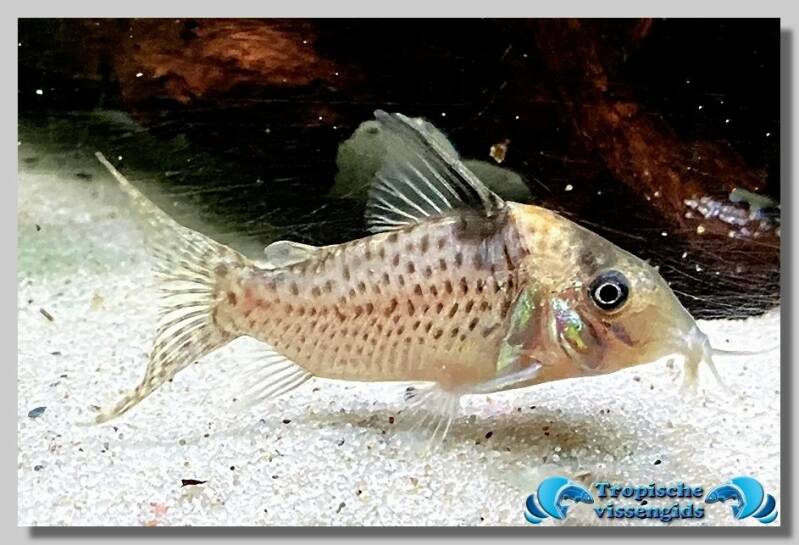 Zwartvlekpantsermeerval Corydoras melanistius Tropischevissengids