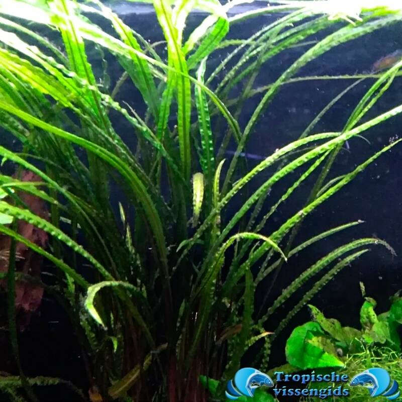 Cryptocoryne balansae