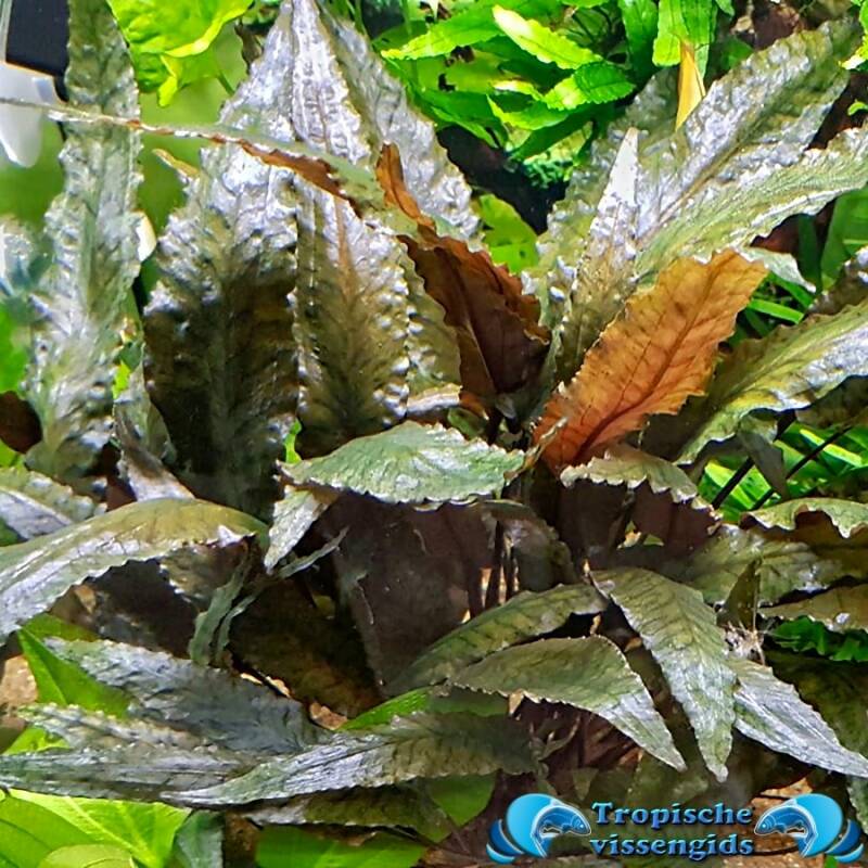 Cryptocoryne bullosa