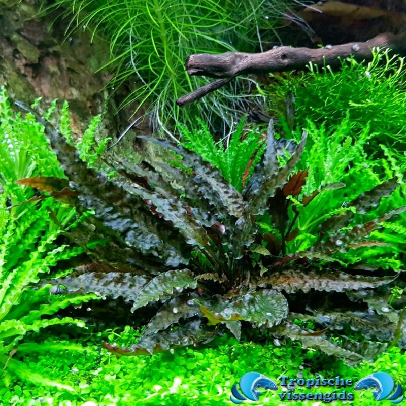 Cryptocoryne lutea