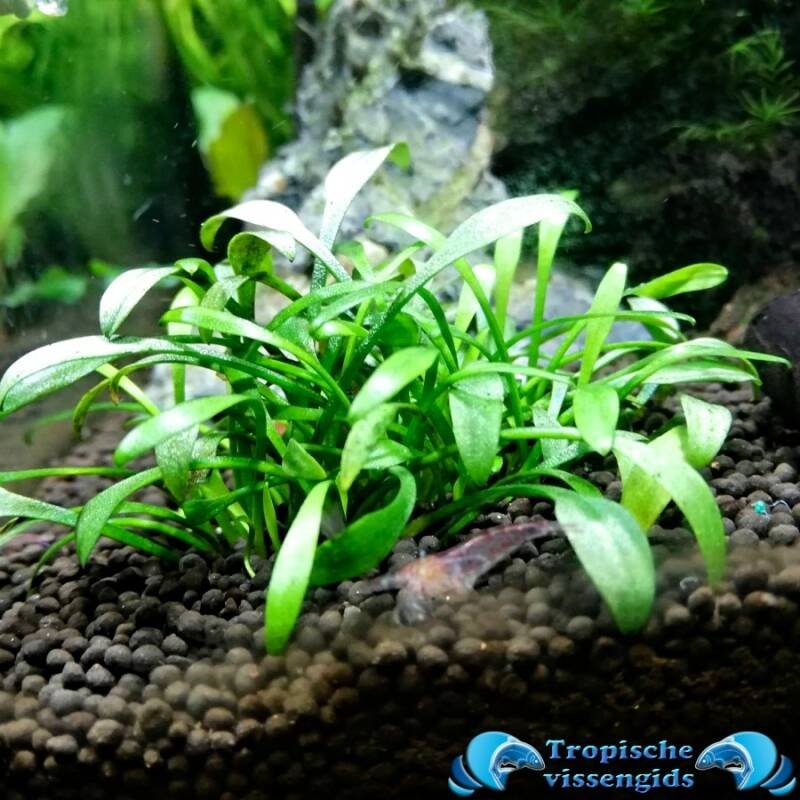 Cryptocoryne parva