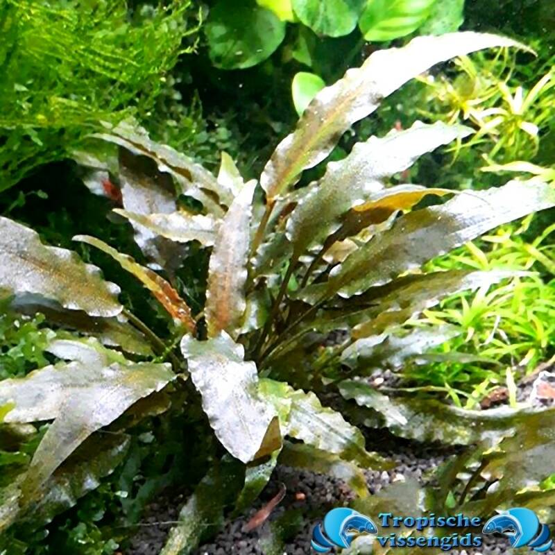 Cryptocoryne petchii