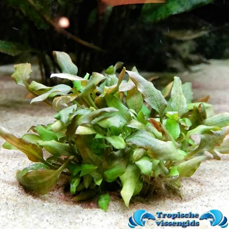 Cryptocoryne wendtii 'rubella'