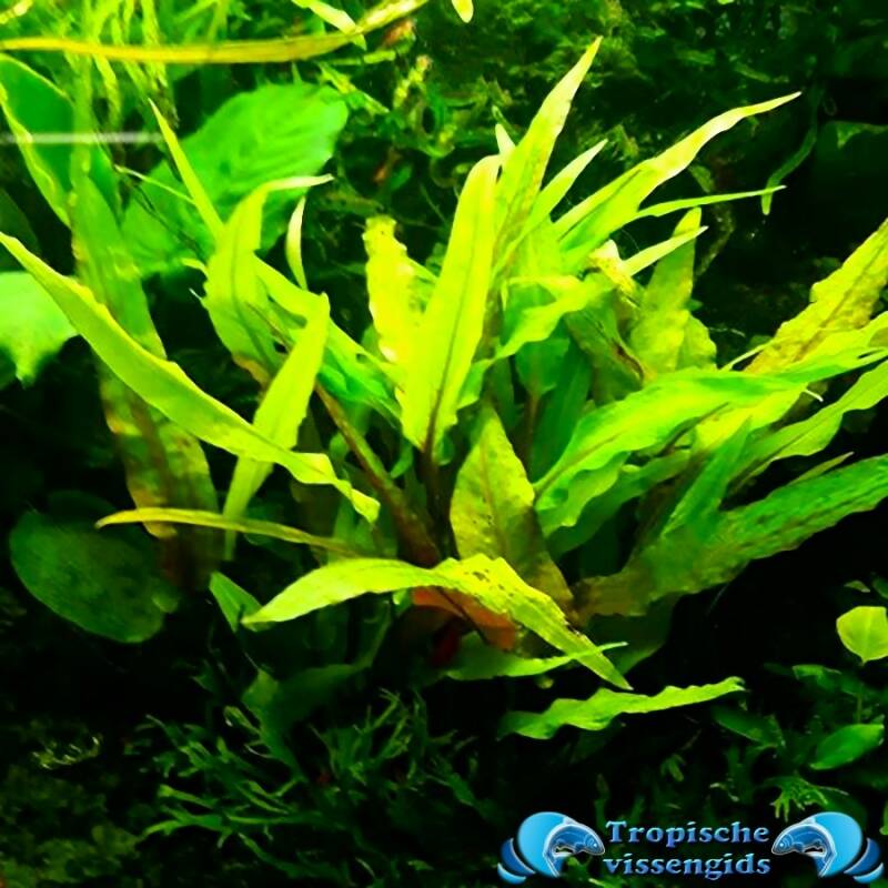 Cryptocoryne undulata