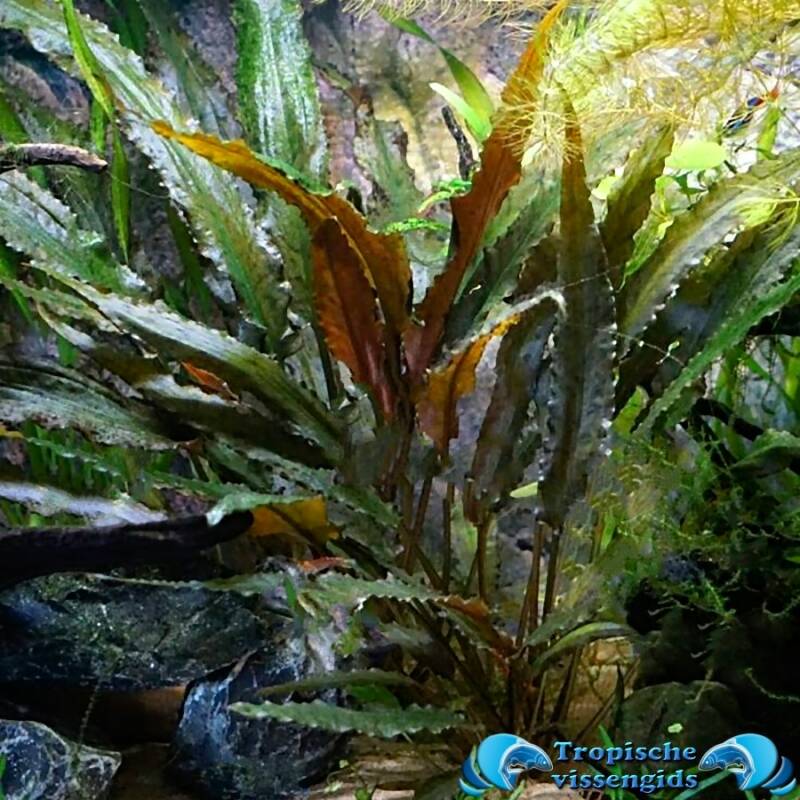 Cryptocoryne wendtii