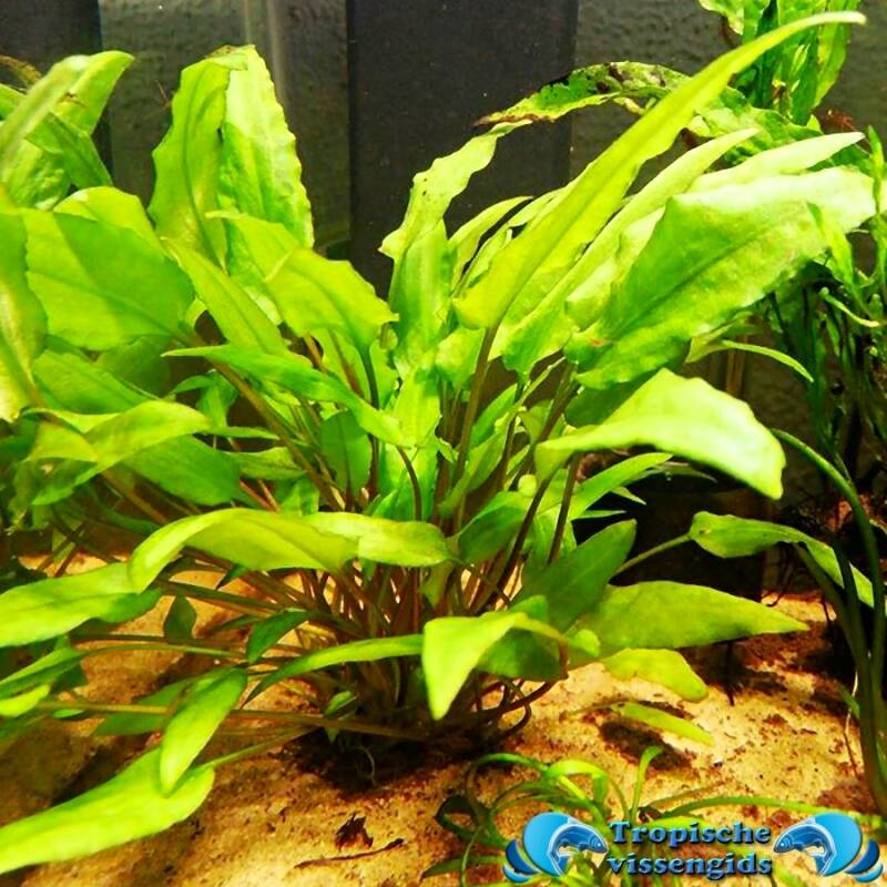 Cryptocoryne wendtii 'green'