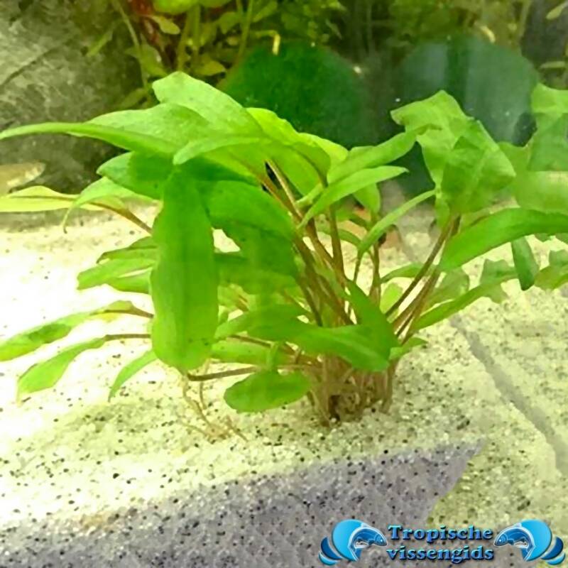 Cryptocoryne willisii