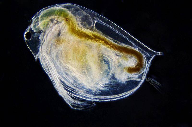 Daphnia